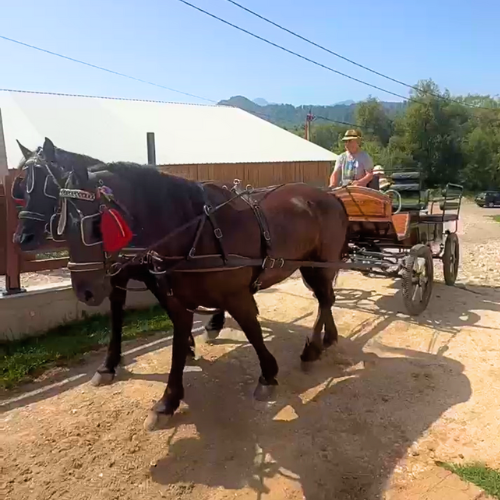 Plimbări cu trăsura